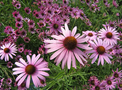 Echinacea purpurea